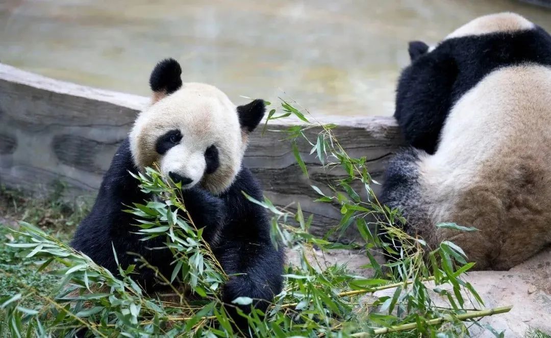 濒危降易危!中国大熊猫保护成绩单引世界惊叹