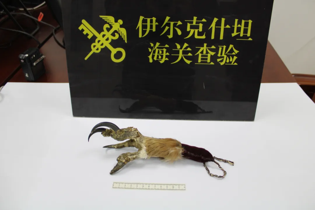 乌鲁木齐海关在入境重车驾驶室下铺褥子下查获疑似雕爪一枚