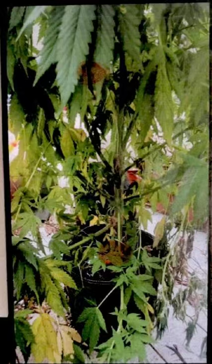 深山种大麻、社交软件上兜售、“埋包”交易,三人被公诉