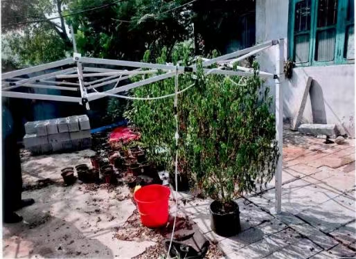 深山种大麻、社交软件上兜售、“埋包”交易,三人被公诉